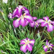 ヒメ日記 2025/06/14 00:56 投稿 深澤涼 五十路マダムエクスプレス船橋店(カサブランカグループ)