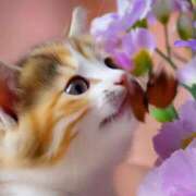 ヒメ日記 2025/07/08 21:50 投稿 深澤涼 五十路マダムエクスプレス船橋店(カサブランカグループ)