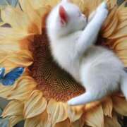 ヒメ日記 2025/08/01 07:16 投稿 深澤涼 五十路マダムエクスプレス船橋店(カサブランカグループ)