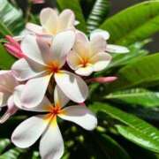 ヒメ日記 2025/10/02 16:02 投稿 深澤涼 五十路マダムエクスプレス船橋店(カサブランカグループ)