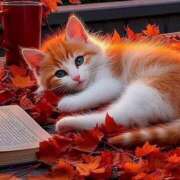 ヒメ日記 2025/11/09 14:34 投稿 深澤涼 五十路マダムエクスプレス船橋店(カサブランカグループ)