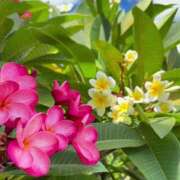 深澤涼 《おはようございます》 五十路マダムエクスプレス船橋店(カサブランカグループ)