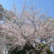 ヒメ日記 2025/04/07 10:18 投稿 リアナ【イイ女の代名詞】 ドMなバニーちゃん和歌山店