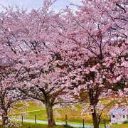 ヒメ日記 2025/05/04 06:42 投稿 ありさ★絶世の美女降臨 BEPPIN SELECTION ～べっぴんセレクション～