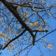 ヒメ日記 2025/03/05 03:56 投稿 儀間　ゆりか ギン妻パラダイス 谷九店