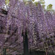 ヒメ日記 2025/03/07 03:57 投稿 儀間　ゆりか ギン妻パラダイス 谷九店