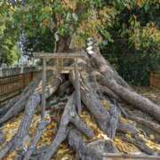 ヒメ日記 2025/04/13 05:20 投稿 儀間　ゆりか ギン妻パラダイス 谷九店