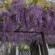 ヒメ日記 2025/05/08 09:41 投稿 儀間　ゆりか ギン妻パラダイス 谷九店