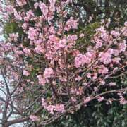 ヒメ日記 2025/03/27 08:15 投稿 相馬 鶯谷ワンハート