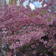 ヒメ日記 2025/04/09 08:20 投稿 相馬 鶯谷ワンハート