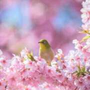 ヒメ日記 2025/04/11 08:12 投稿 相馬 鶯谷ワンハート