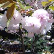 ヒメ日記 2025/04/12 08:13 投稿 相馬 鶯谷ワンハート