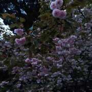 ヒメ日記 2025/04/16 08:12 投稿 相馬 鶯谷ワンハート