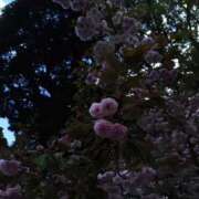 ヒメ日記 2025/04/18 08:13 投稿 相馬 鶯谷ワンハート