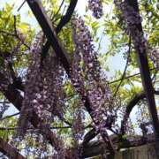 ヒメ日記 2025/04/30 08:14 投稿 相馬 鶯谷ワンハート