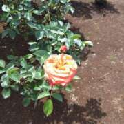 ヒメ日記 2025/05/01 08:07 投稿 相馬 鶯谷ワンハート