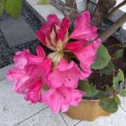 ヒメ日記 2025/05/07 08:10 投稿 相馬 鶯谷ワンハート