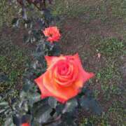 ヒメ日記 2025/05/08 08:13 投稿 相馬 鶯谷ワンハート