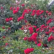 ヒメ日記 2025/05/10 08:11 投稿 相馬 鶯谷ワンハート