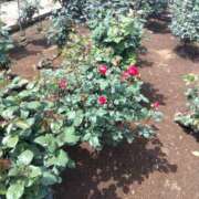 ヒメ日記 2025/05/15 08:14 投稿 相馬 鶯谷ワンハート