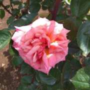 ヒメ日記 2025/05/21 08:14 投稿 相馬 鶯谷ワンハート