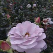 ヒメ日記 2025/05/30 08:00 投稿 相馬 鶯谷ワンハート