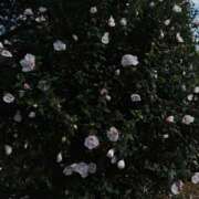 ヒメ日記 2025/07/16 08:09 投稿 相馬 鶯谷ワンハート