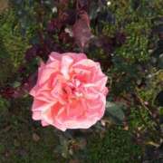 ヒメ日記 2025/10/11 08:23 投稿 相馬 鶯谷ワンハート