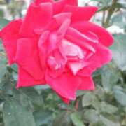 ヒメ日記 2025/11/21 08:09 投稿 相馬 鶯谷ワンハート