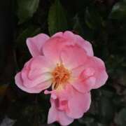 ヒメ日記 2025/11/22 08:11 投稿 相馬 鶯谷ワンハート