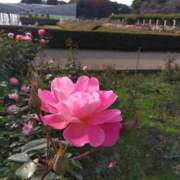 ヒメ日記 2025/11/26 08:10 投稿 相馬 鶯谷ワンハート