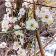 ヒメ日記 2026/01/16 08:17 投稿 相馬 鶯谷ワンハート