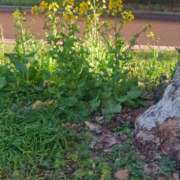 ヒメ日記 2026/03/07 08:16 投稿 相馬 鶯谷ワンハート