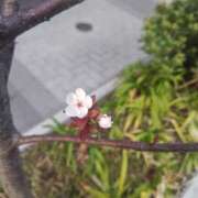 ヒメ日記 2026/03/19 08:05 投稿 相馬 鶯谷ワンハート