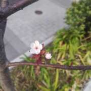 ヒメ日記 2026/04/04 08:12 投稿 相馬 鶯谷ワンハート