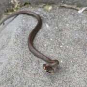 ヒメ日記 2025/01/14 12:51 投稿 みなよ 西川口おかあさん