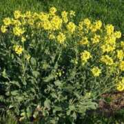 ヒメ日記 2025/03/06 12:21 投稿 みなよ 西川口おかあさん