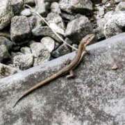 ヒメ日記 2025/08/01 06:41 投稿 みなよ 西川口おかあさん