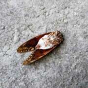 ヒメ日記 2025/08/28 15:02 投稿 みなよ 西川口おかあさん