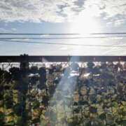 ヒメ日記 2025/09/15 07:11 投稿 みなよ 西川口おかあさん