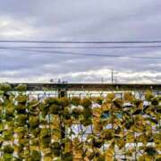 ヒメ日記 2025/09/27 08:11 投稿 みなよ 西川口おかあさん