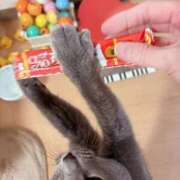 ヒメ日記 2025/02/12 11:52 投稿 有村もえ プレジデントハウス