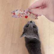 ヒメ日記 2025/03/25 07:31 投稿 有村もえ プレジデントハウス