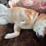 ヒメ日記 2025/03/23 09:01 投稿 朝霧-Asagiri- マニア東京　Mフェチ・アブノーマル専門店