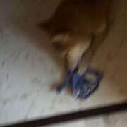 ヒメ日記 2025/07/02 00:10 投稿 朝霧-Asagiri- マニア東京　Mフェチ・アブノーマル専門店