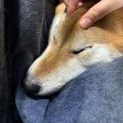 ヒメ日記 2025/12/29 12:10 投稿 朝霧-Asagiri- マニア東京　Mフェチ・アブノーマル専門店