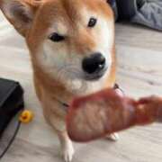 ヒメ日記 2026/02/14 01:57 投稿 朝霧-Asagiri- マニア東京　Mフェチ・アブノーマル専門店