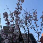 ヒメ日記 2026/03/29 01:05 投稿 朝霧-Asagiri- マニア東京　Mフェチ・アブノーマル専門店