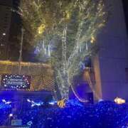 ヒメ日記 2024/12/25 16:12 投稿 柊(ひいらぎ) Anemone（アネモネ）