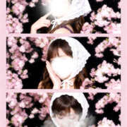 ヒメ日記 2026/03/25 10:11 投稿 柊(ひいらぎ) Anemone（アネモネ）